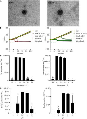Isolation and Characterization of Two Lytic Phages Efficient Against Phytopathogenic Bacteria From Pseudomonas and Xanthomonas Genera